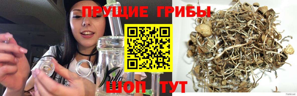 Назарово  Галлюциногенные грибы GOLDEN TEACHER  Вход с VPN  Псилоцибиновые грибы Cubensis 
